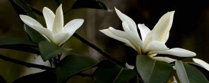 深山含笑烂根怎么办 深山含笑烂根怎么办