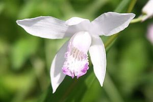 橄榄花的花语及传说 橄榄花的花语及传说