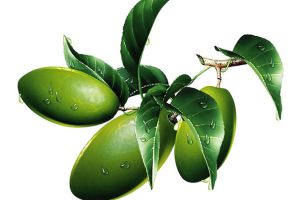 橄榄花怎么修剪 橄榄花怎么修剪