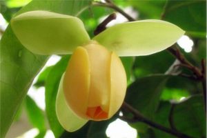 夜合花 夜合花
