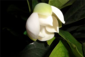 夜合花 夜合花
