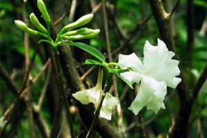 狗牙花什么时候开花 狗牙花什么时候开花