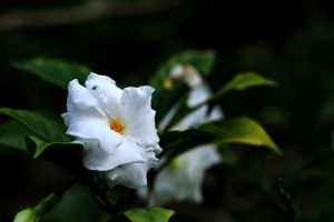 狗牙花怎样扦插 狗牙花怎样扦插