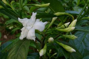 狗牙花有毒吗 狗牙花有毒吗