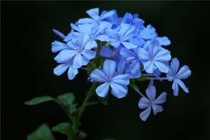 蓝花丹怎么授粉 蓝花丹怎么授粉