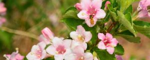 锦带花种子怎么种 锦带花种子怎么种