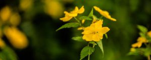 棣棠花怎么养 棣棠花怎么养