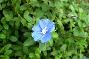 蓝星花的四季养护要点 蓝星花的四季养护要点