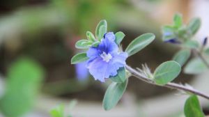 蓝星花如何扦插 蓝星花如何扦插