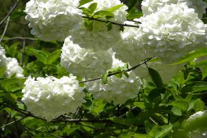 琼花怎么嫁接 琼花怎么嫁接