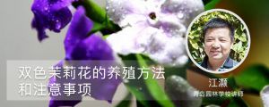 双色茉莉花的养殖方法和注意事项 双色茉莉花的养殖方法和注意事项