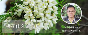 槐花什么时候开 槐花什么时候开