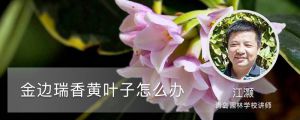 金边瑞香黄叶子怎么办,叶子有黑点什么原因 金边瑞香黄叶子怎么办,叶子有黑点什么原因