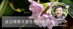 金边瑞香花苞变黑脱落,还能救活吗 金边瑞香花苞变黑脱落,还能救活吗