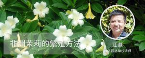 非洲茉莉繁殖方法 非洲茉莉繁殖方法
