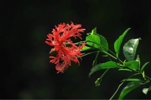 吊灯扶桑怎么繁殖 吊灯扶桑怎么繁殖