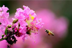 紫薇花怎么施肥