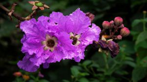 紫荆花和紫薇花的区别