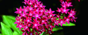 仙丹花养殖方法和注意事项 仙丹花养殖方法和注意事项