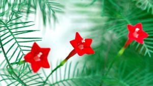 五星花和仙丹花的区别 五星花和仙丹花的区别