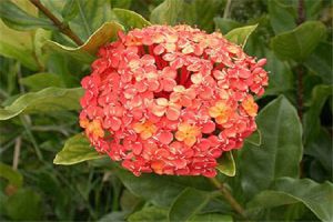 仙丹花冬天怎么养 仙丹花冬天怎么养