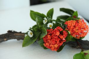 仙丹花什么时候开花 仙丹花什么时候开花