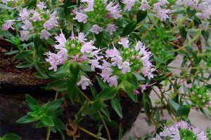 百里香花语 百里香花语
