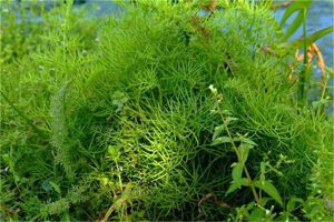 水蕨的养殖方法和注意事项 水蕨的养殖方法和注意事项