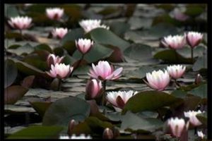 萍蓬草养殖方法和注意事项 萍蓬草养殖方法和注意事项