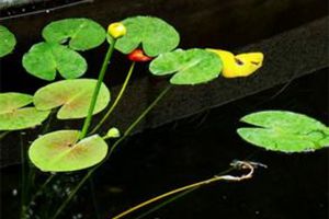 萍蓬草“排队”开花 萍蓬草“排队”开花