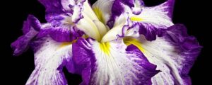 花菖蒲种子怎么种 花菖蒲种子怎么种