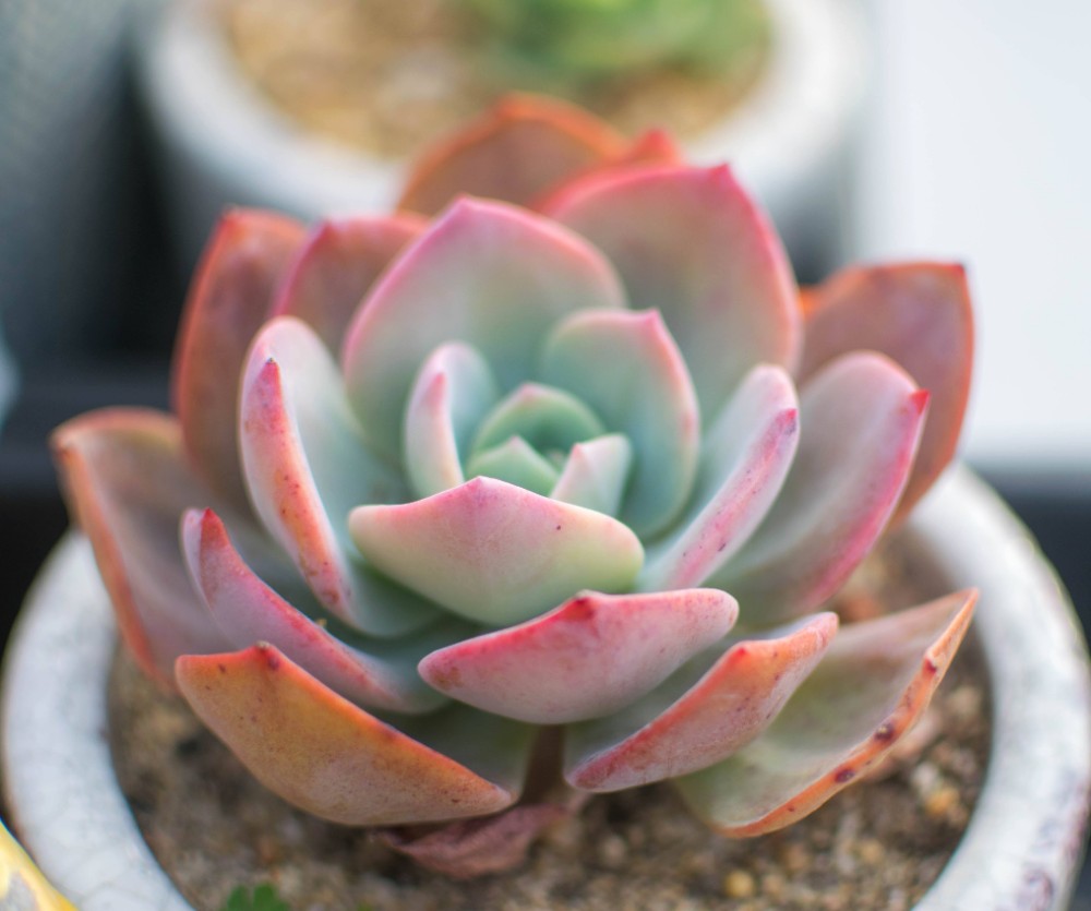白凤 白凤