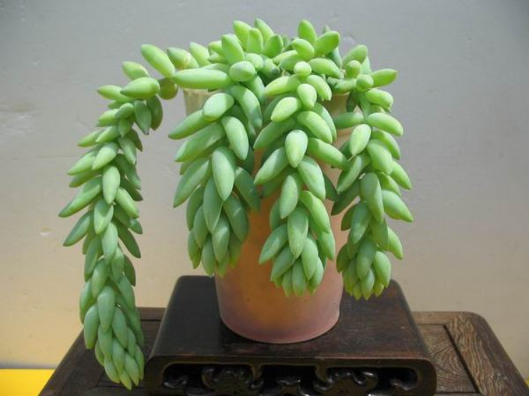 翡翠景天 翡翠景天