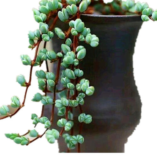 碧玉莲 碧玉莲