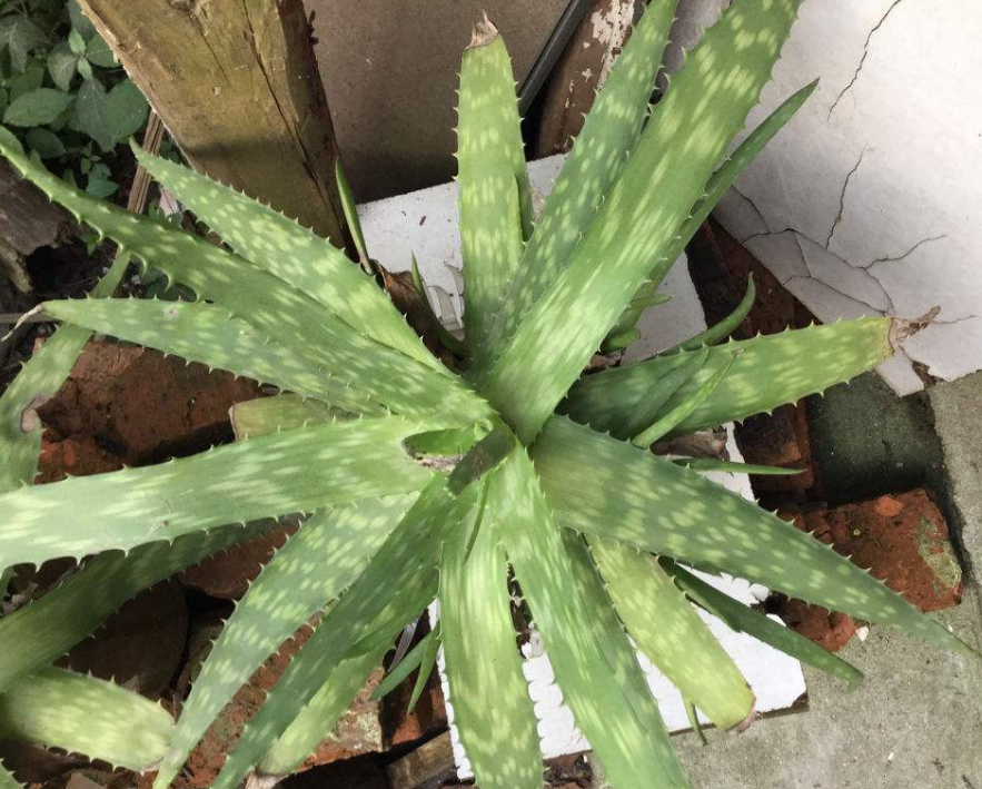 中华芦荟