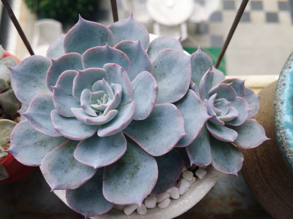 蓝石莲 蓝石莲
