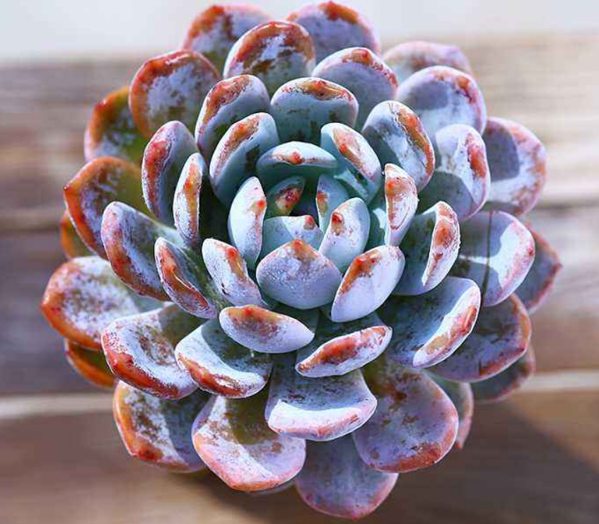 芙蓉雪莲 芙蓉雪莲