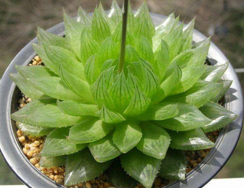 三角琉璃莲
