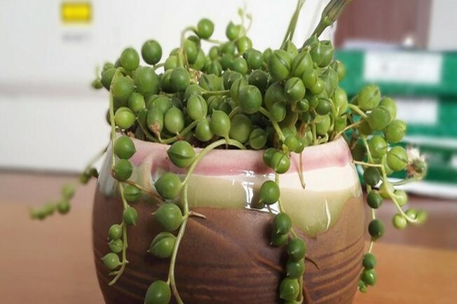 珍珠吊兰 珍珠吊兰