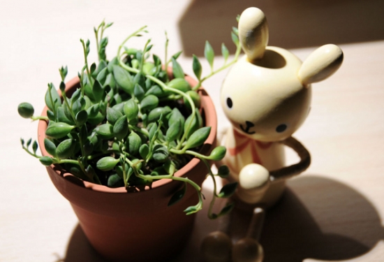 珍珠吊兰 珍珠吊兰