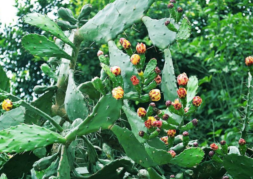 梨果仙人掌 梨果仙人掌