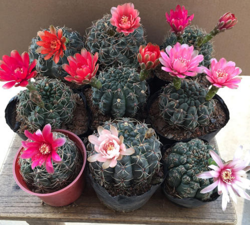 绯花玉 绯花玉