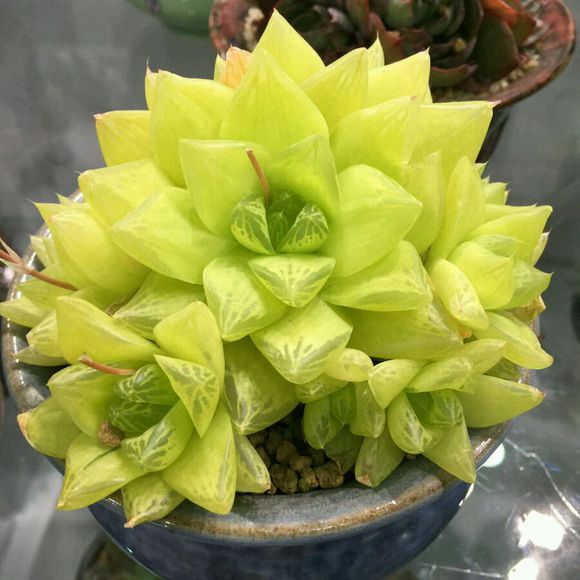 凝脂菊 凝脂菊