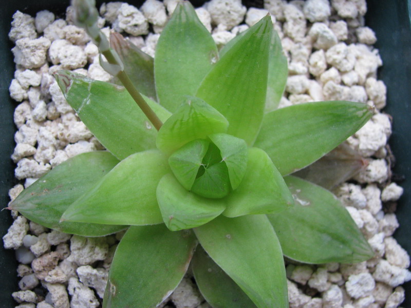 凝脂菊 凝脂菊
