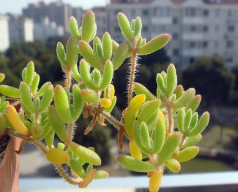 枝干番杏 枝干番杏