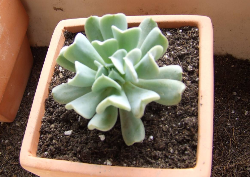特玉莲 特玉莲