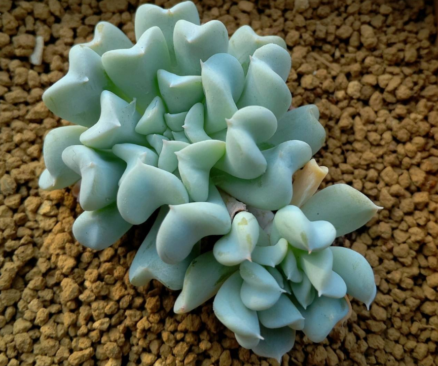 特玉莲 特玉莲