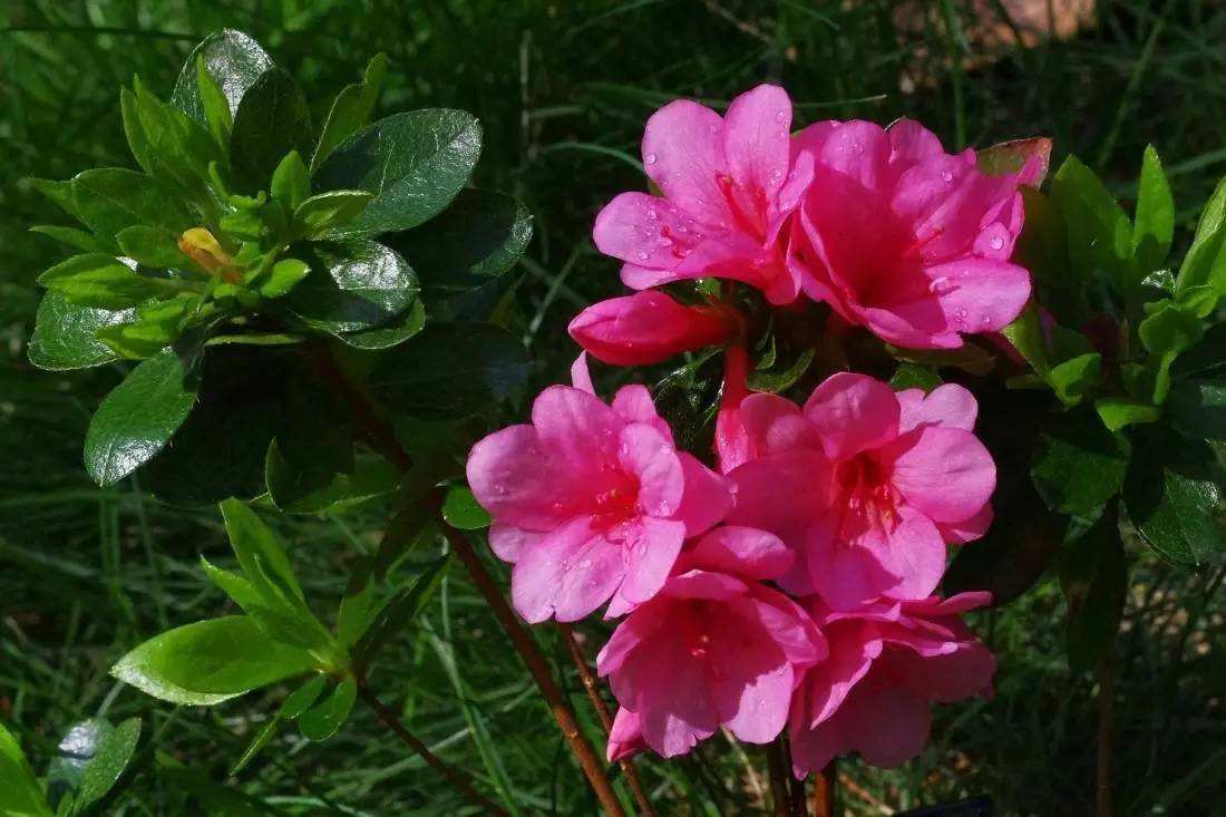 伽蓝菜 伽蓝菜