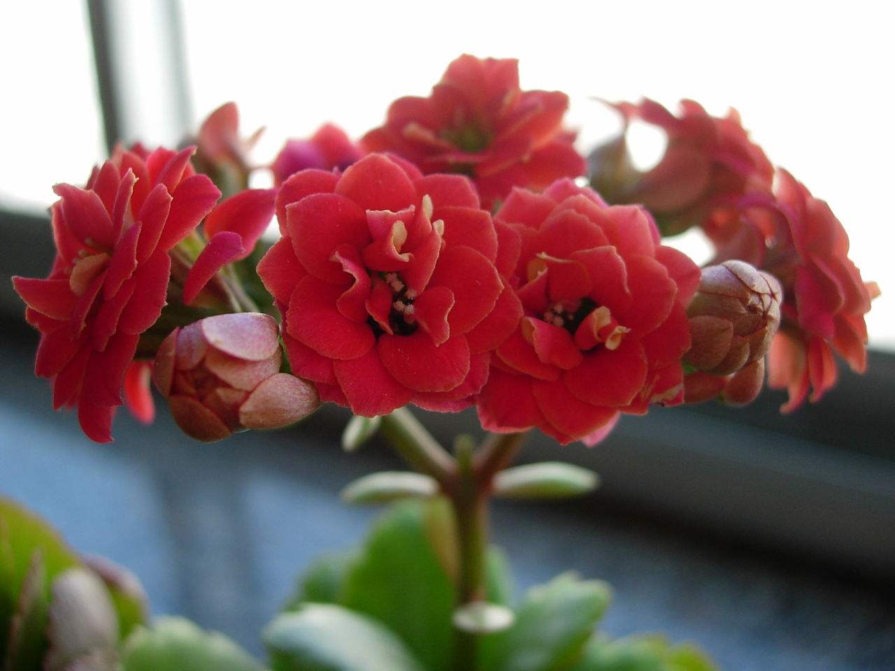 伽蓝菜 伽蓝菜