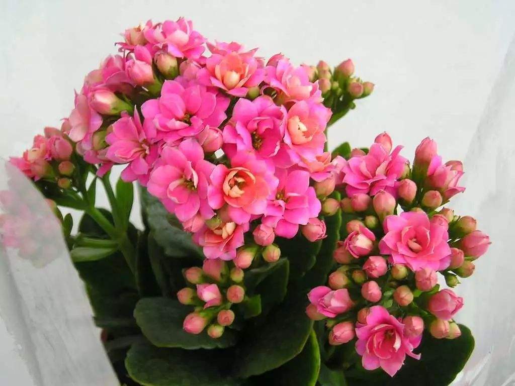 伽蓝菜 伽蓝菜